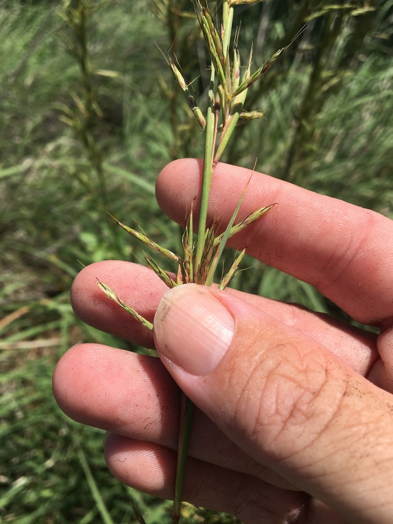Cymbopogon queenslandicus