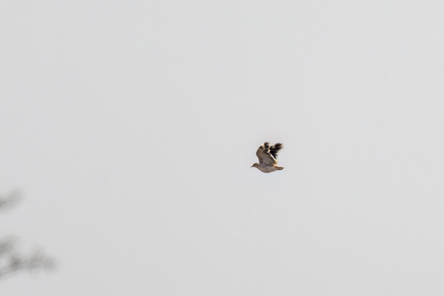Quail-plover
