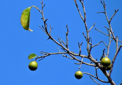 Foto de ameixa-do-governador