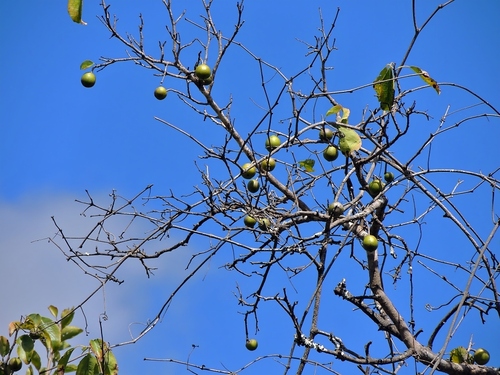 Foto de ameixa-do-governador