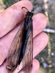 Heoclisis fundata