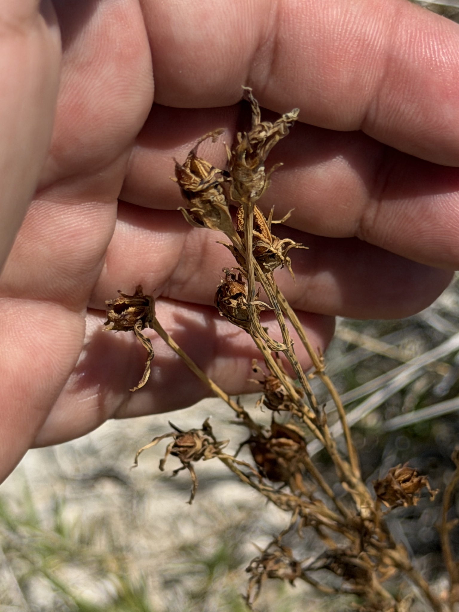 Catchfly Prairie Gentian (Eustoma exaltatum)
