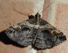 Bertula abjudicalis