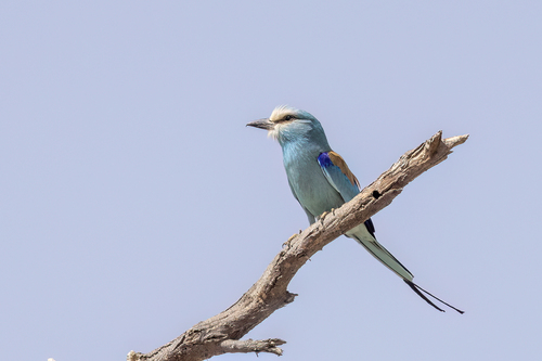 Abyssinian Roller