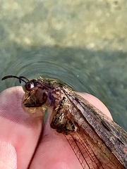 Heoclisis fundata