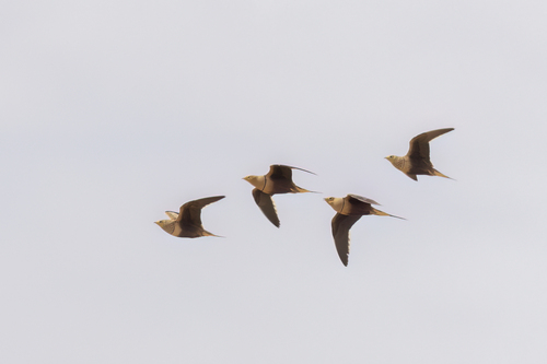 Chestnut-bellied Sandgrouse