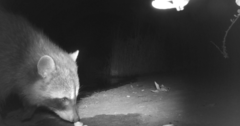 Procyon lotor psora