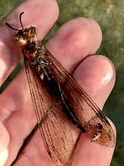 Heoclisis fundata