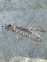 Heoclisis fundata