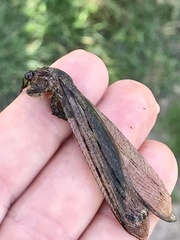 Heoclisis fundata