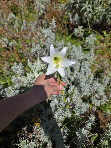 Formosa lily