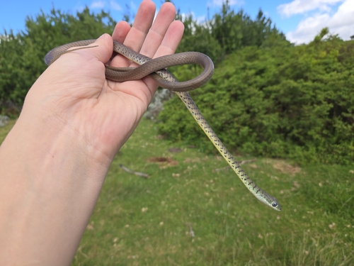 Spotted Bush Snake