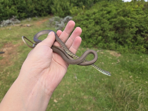 Spotted Bush Snake