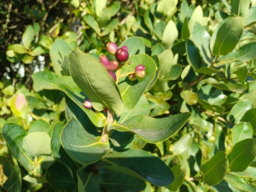Water Berry (Syzygium cordatum)