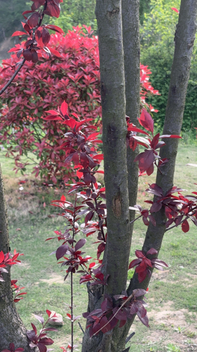 Japanese maple