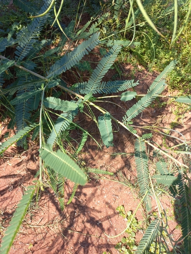 Sesbania bispinosa, photograph 3