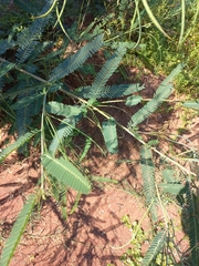 author not stated, no rights reserved Sesbania bispinosa, photograph author not stated, no rights reserved