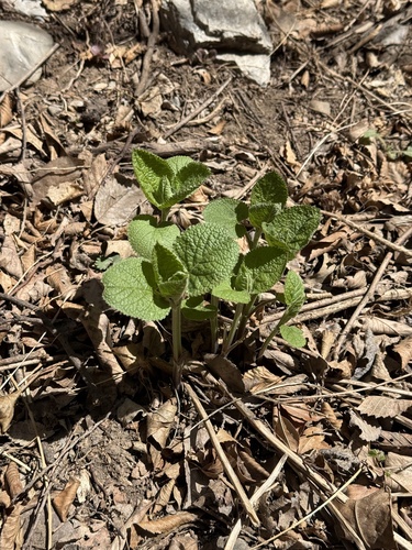 Phlomoides umbrosa, photograph 2