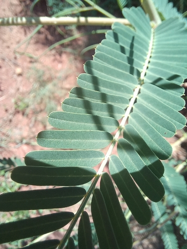 Sesbania bispinosa, photograph 2