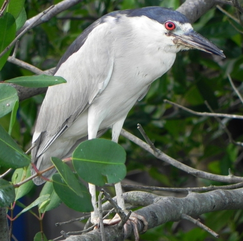 iNaturalist: (c) Bioedilson, some rights reserved (CC BY-NC), uploaded by Bioedilson iNaturalist image