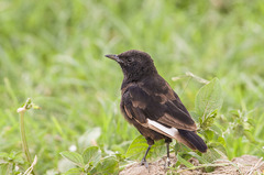 Myrmecocichla aethiops