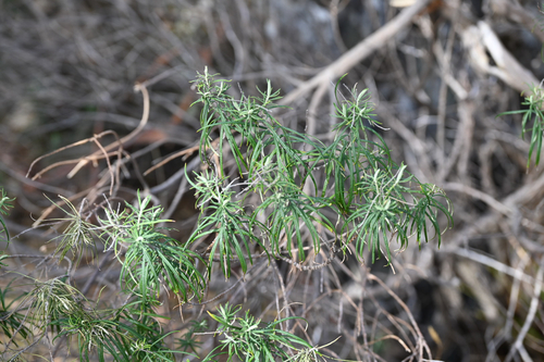 Cassinia longifolia, photograph 6