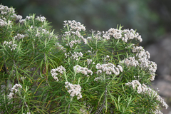 Cassinia longifolia, photograph (c) Bryce Watts-Parker, some rights reserved (CC BY)