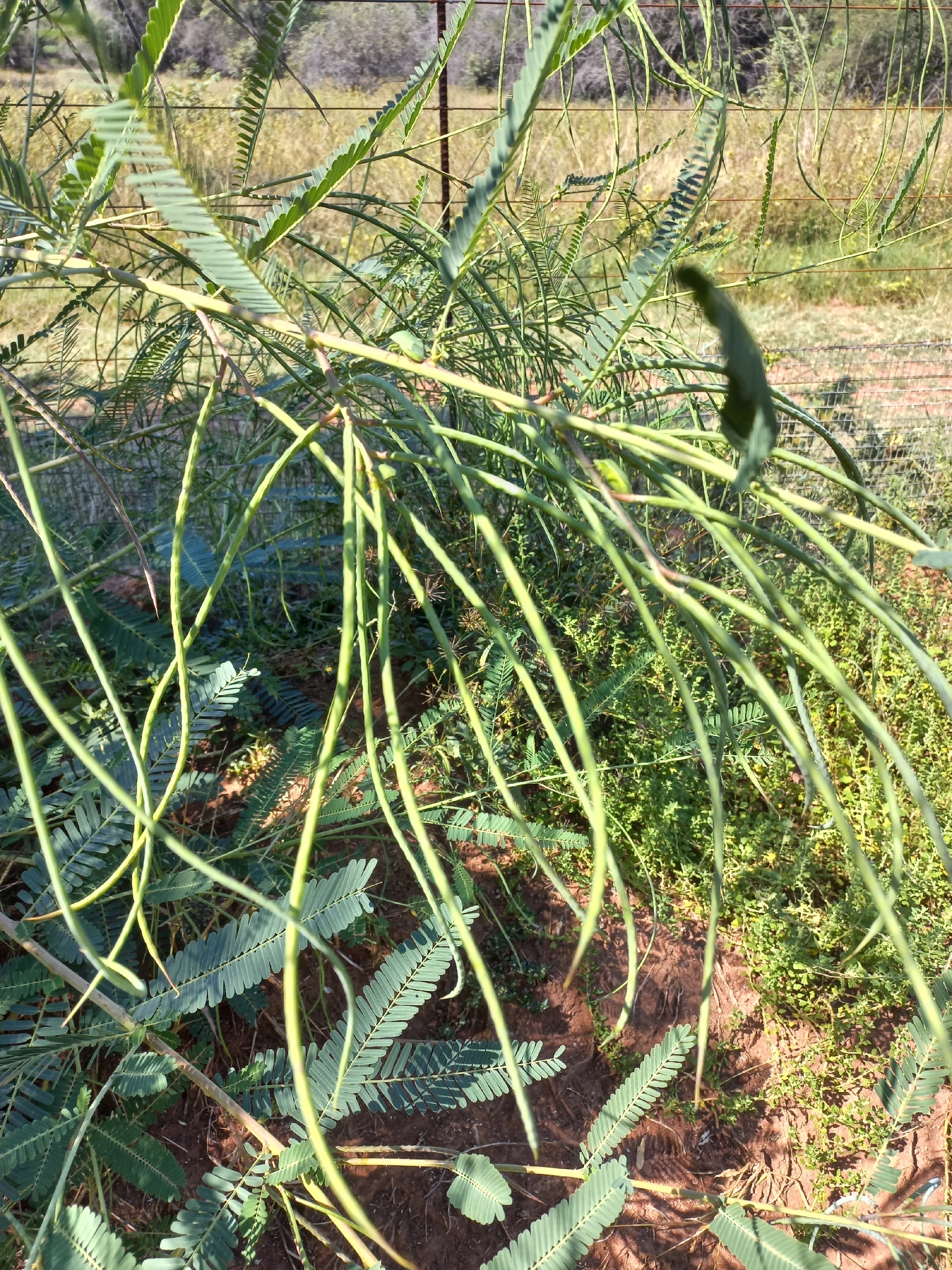 Dunchi Fiber (Sesbania bispinosa)