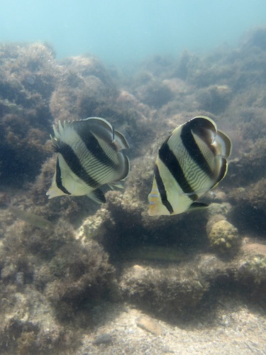 Chaetodon striatus