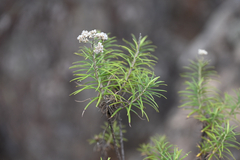 Cassinia longifolia, photograph (c) Bryce Watts-Parker, some rights reserved (CC BY)