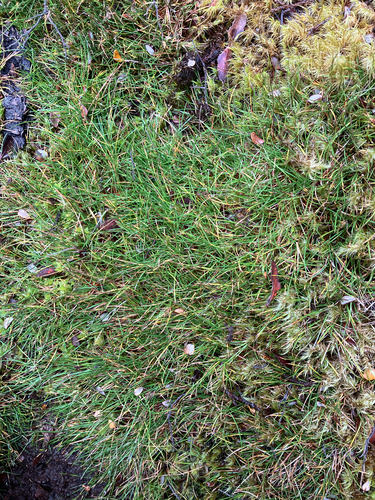 Oreobolus strictus observed 2026-04-03