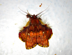 Sosxetra grata