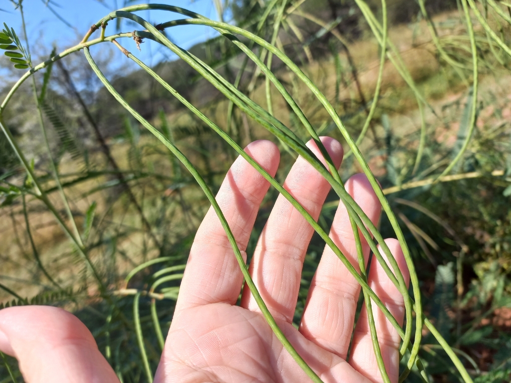 Sesbania bispinosa; photograph author not stated, no rights reserved
