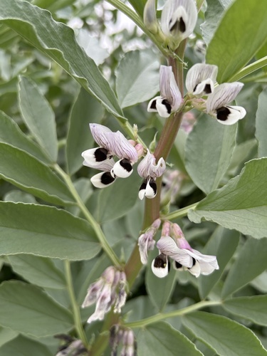 fava bean