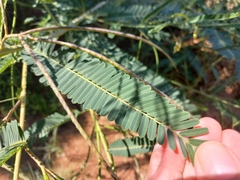 author not stated, no rights reserved Sesbania bispinosa, photograph author not stated, no rights reserved
