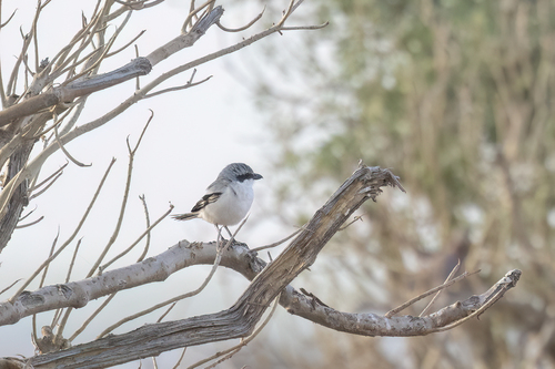 Great Gray Shrike