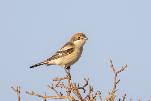 Woodchat Shrike