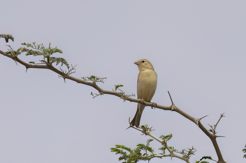 Sudan Golden Sparrow