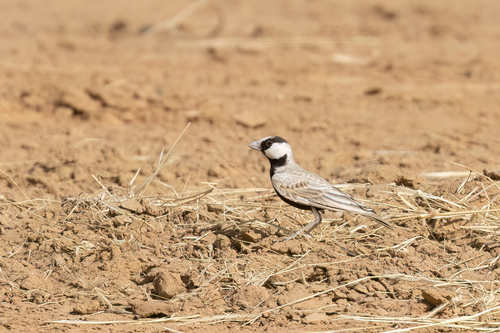 Black-crowned Sparrow-Lark