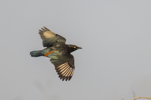 Chestnut-bellied Starling