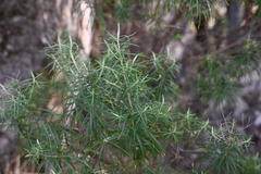 Cassinia longifolia, photograph (c) Bryce Watts-Parker, some rights reserved (CC BY)