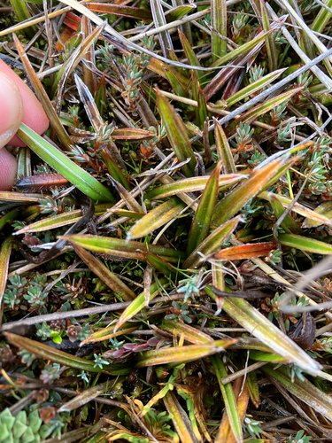 Astelia linearis, photograph 5