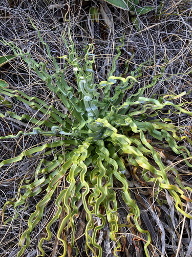Celmisia lyallii, photograph 6