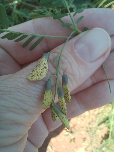 Sesbania bispinosa, photograph 6