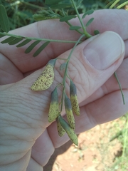 Sesbania bispinosa, photograph author not stated, no rights reserved