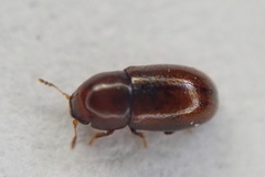 Cis castaneus