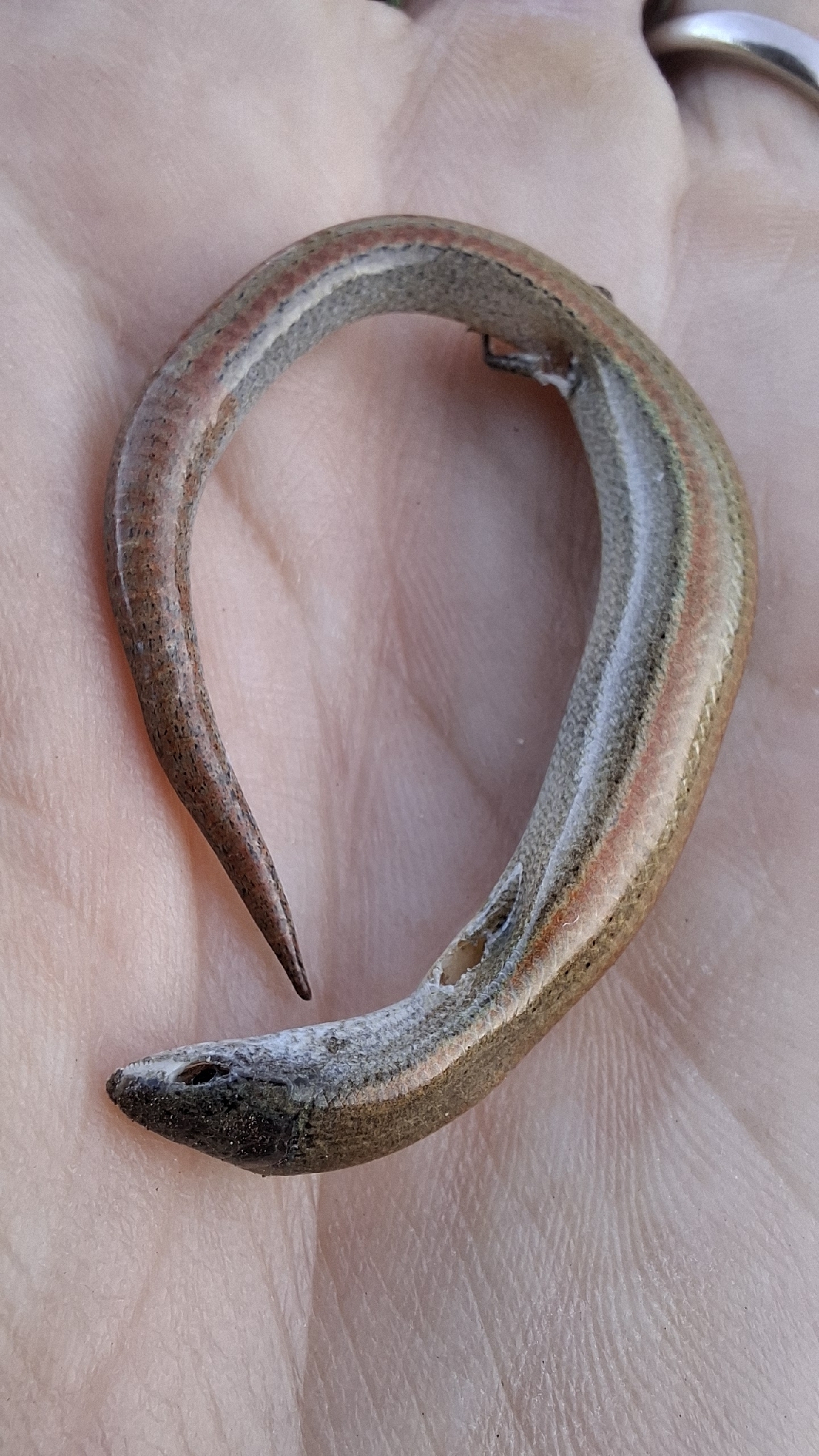 Southwestern Earless Skink photo 5