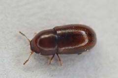 Cis castaneus