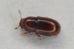Cis castaneus