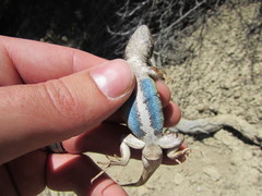 Sceloporus graciosus graciosus